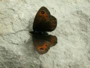 Erebia_pronoe_S_02.jpg