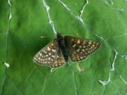 Euphydryas_aurinia_S_02.jpg