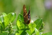 Euphydryas_cynthia_S_01.jpg