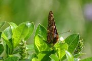 Euphydryas_cynthia_S_02.jpg