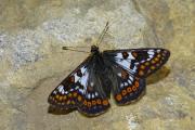 Euphydryas_cynthia_S_03.jpg