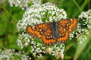 Euphydryas_maturna_S_01.jpg Euphydryas_maturna_S_01.jpg