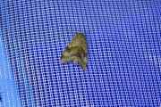 Heliothis_viriplaca_S_01.jpg