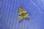 Heliothis_viriplaca_S_02.jpg
