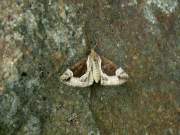 Hypena_crassalis_S_01.jpg