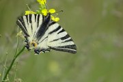Iphiclides_podalirius_S_02.jpg