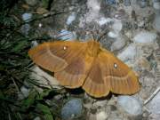 Lasiocampa_quercus_S_01.jpg Lasiocampa_quercus_S_01.jpg