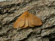 Lasiocampa_quercus_S_02.jpg