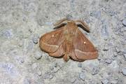 Lasiocampa_trifolii_S_02.jpg
