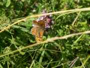 Lasiommata_megera_S_03.jpg Lasiommata_megera_S_03.jpg