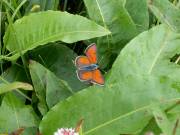 Lycaena_hippothoe_S_03.jpg