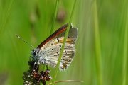 Lycaena_hippothoe_S_04.jpg