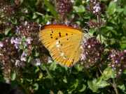 Lycaena_virgaurea_S_03.jpg