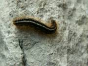 Malacosoma_alpicola_R_05.jpg