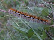 Malacosoma_castrensis_R_04.jpg