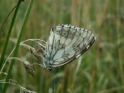 Melanargia_galathea_S_01.jpg