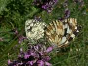 Melanargia_galathea_S_02.jpg Melanargia_galathea_S_02.jpg