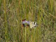 Melanargia_galathea_S_03.jpg Melanargia_galathea_S_03.jpg