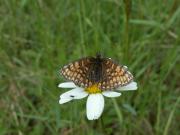 Melitaea_athalia_S_01.jpg