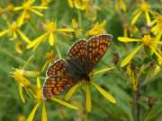 Melitaea_athalia_S_02.jpg