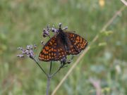 Melitaea_athalia_S_06.jpg