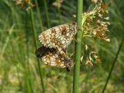 Melitaea_athalia_S_08.jpg