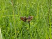 Melitaea_diamina_S_01.jpg Melitaea_diamina_S_01.jpg