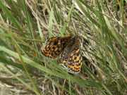 Melitaea_didyma_S_02.jpg