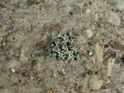 Moma_alpium_S_02.jpg Moma_alpium_S_02.jpg