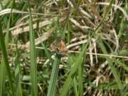 Panemeria_tenebrata_S_01.jpg Panemeria_tenebrata_S_01.jpg