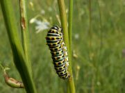 Papilio_machaon_R_01.jpg