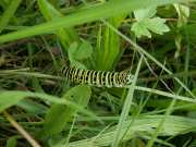 Papilio_machaon_R_02.jpg