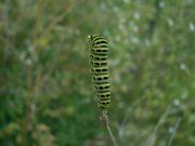 Papilio_machaon_R_03.jpg