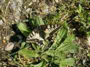 Papilio_machaon_S_01.jpg