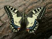 Papilio_machaon_S_02.jpg