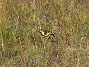 Papilio_machaon_S_03.jpg
