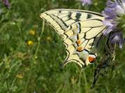 Papilio_machaon_S_04.jpg