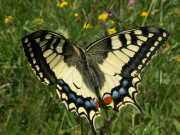 Papilio_machaon_S_05.jpg