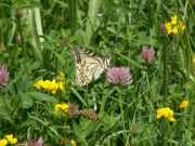 Papilio_machaon_S_07.jpg