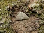 Pechipogo_strigilata_S_01.jpg Pechipogo_strigilata_S_01.jpg