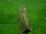 Rhizedra_lutosa_S_01.jpg Rhizedra_lutosa_S_01.jpg