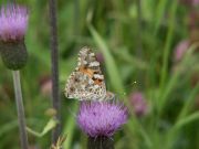 Vanessa_cardui_S_01.jpg