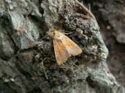 Xanthia_aurago_S_01.jpg Xanthia_aurago_S_01.jpg