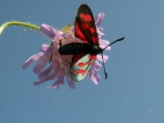 Zygaena_angelicae_S_03.jpg