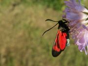 Zygaena_angelicae_S_04.jpg