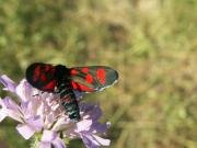 Zygaena_angelicae_S_07.jpg