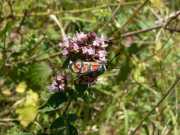 Zygaena_carniolica_S_03.jpg
