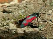 Zygaena_filipendulae_S_01.jpg