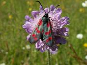 Zygaena_filipendulae_S_05.jpg