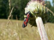 Zygaena_filipendulae_S_07.jpg